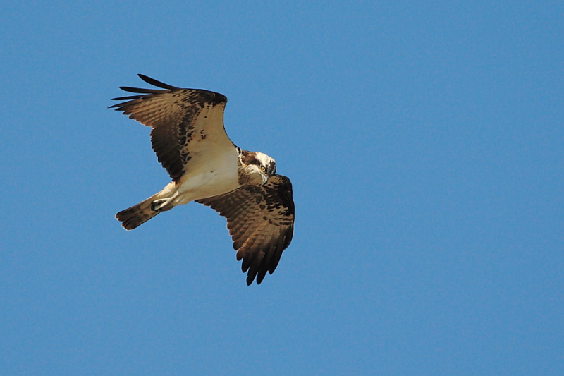 Falco pescatore